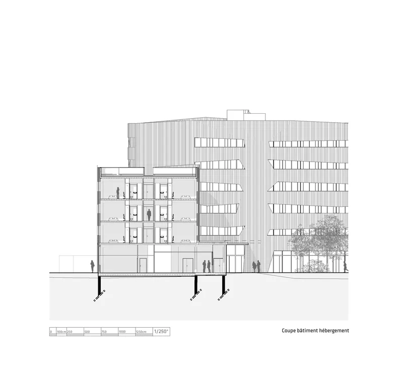 Section drawing showing a multi-story building with vertical circulation, office floors, and a tree at grade