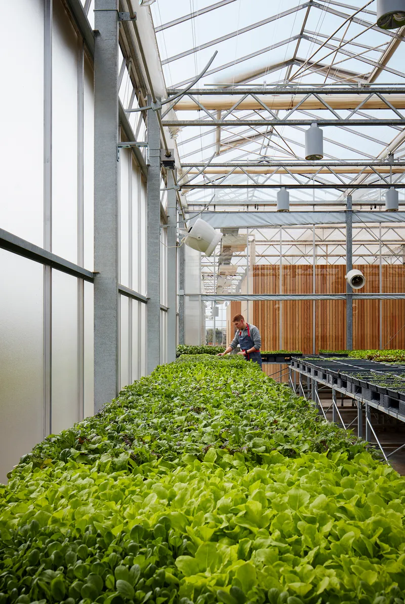 Interior greenhouse with rows of lettuce seedlings and a worker tending plants beneath exposed steel trusses