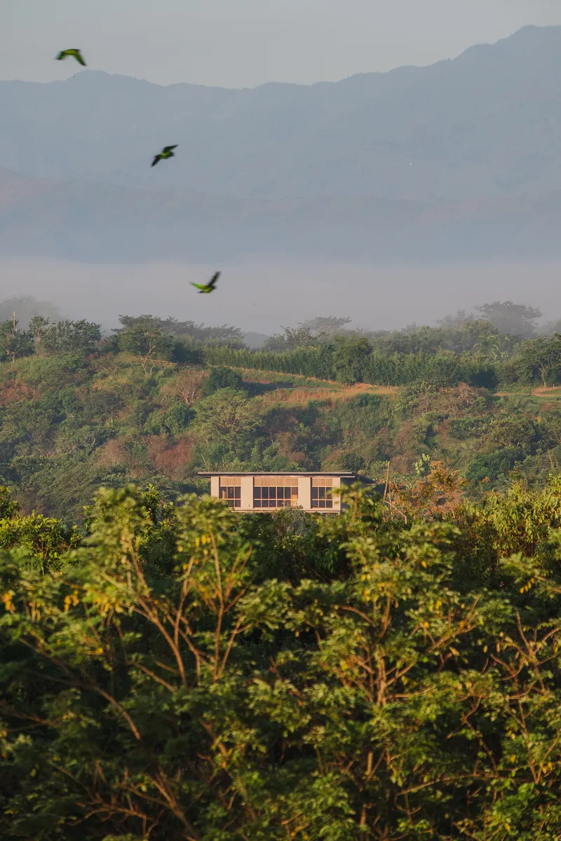 Distant view of the low-slung structure among trees with three parrots flying overhead in misty morning light