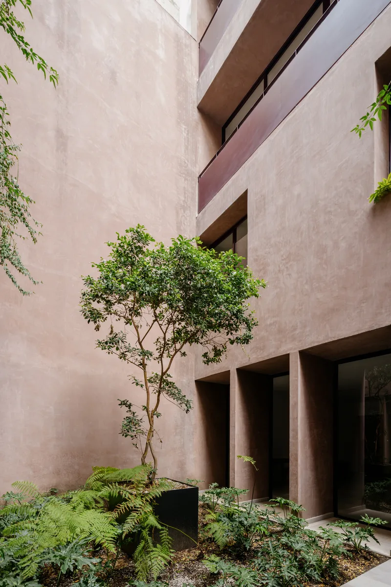 Courtyard corner with a slender tree in a black planter surrounded by ferns and gravel