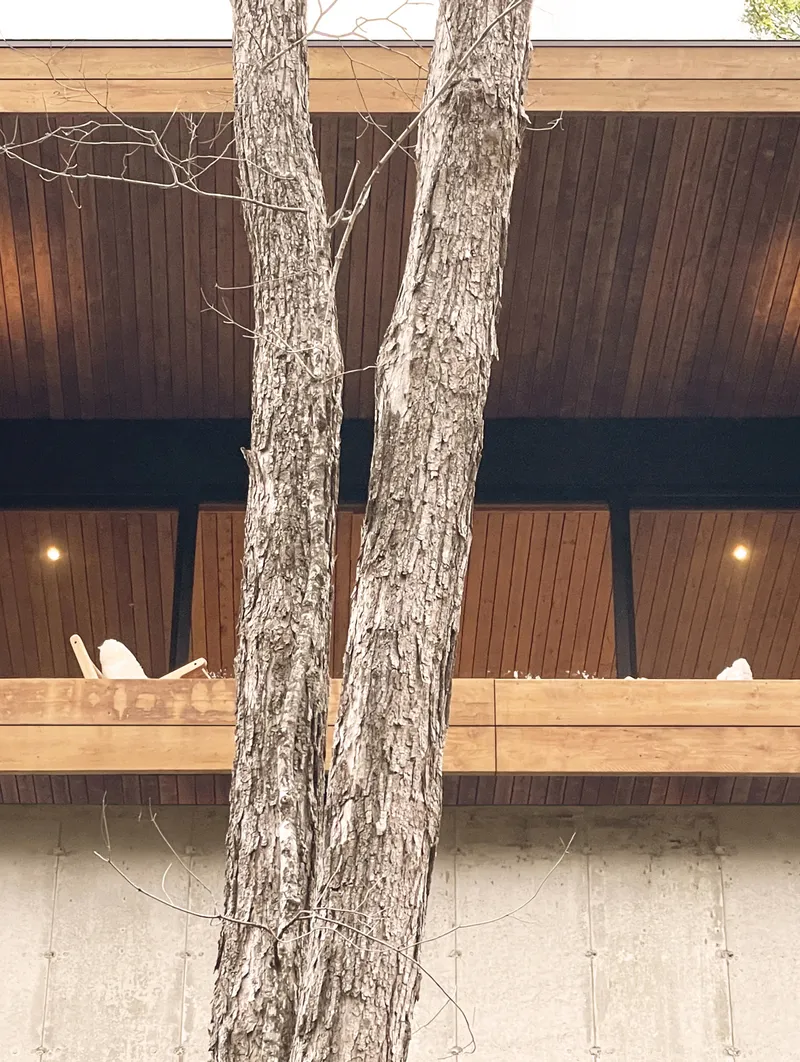Twin tree trunks rising in front of tiered balconies with timber railings and concrete base