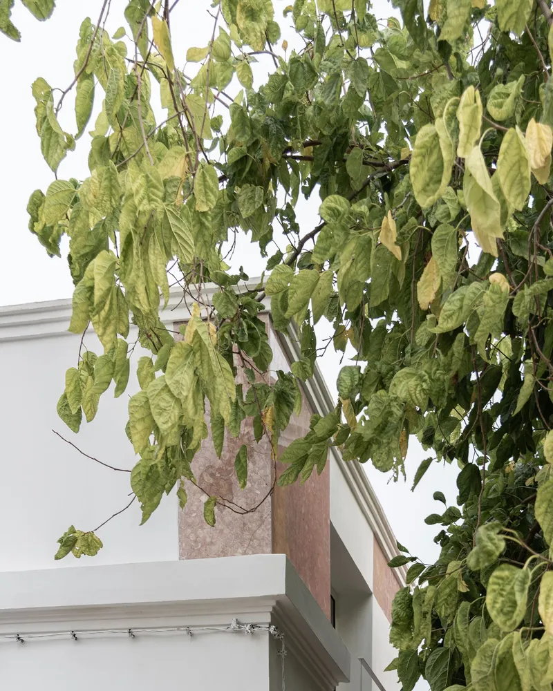 Hanging branches with yellowing leaves against a white wall and painted canvas