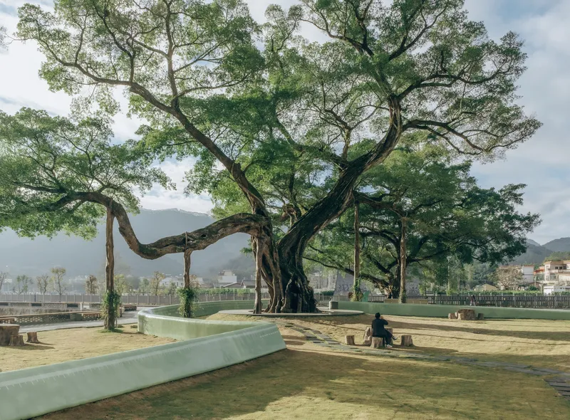 Plaza with a large old tree anchored by curved concrete benches and a seated visitor