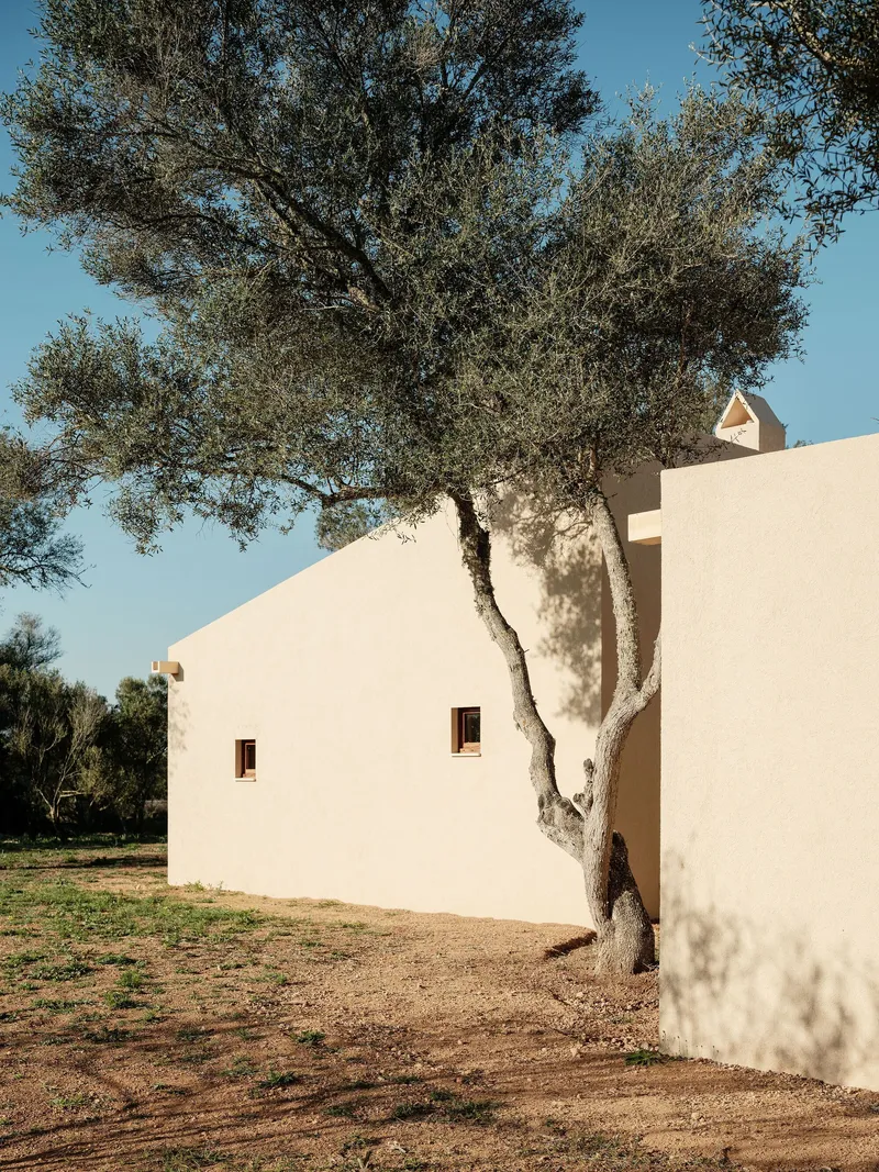 White rendered facade with timber-framed windows beside an olive tree casting dappled shadows