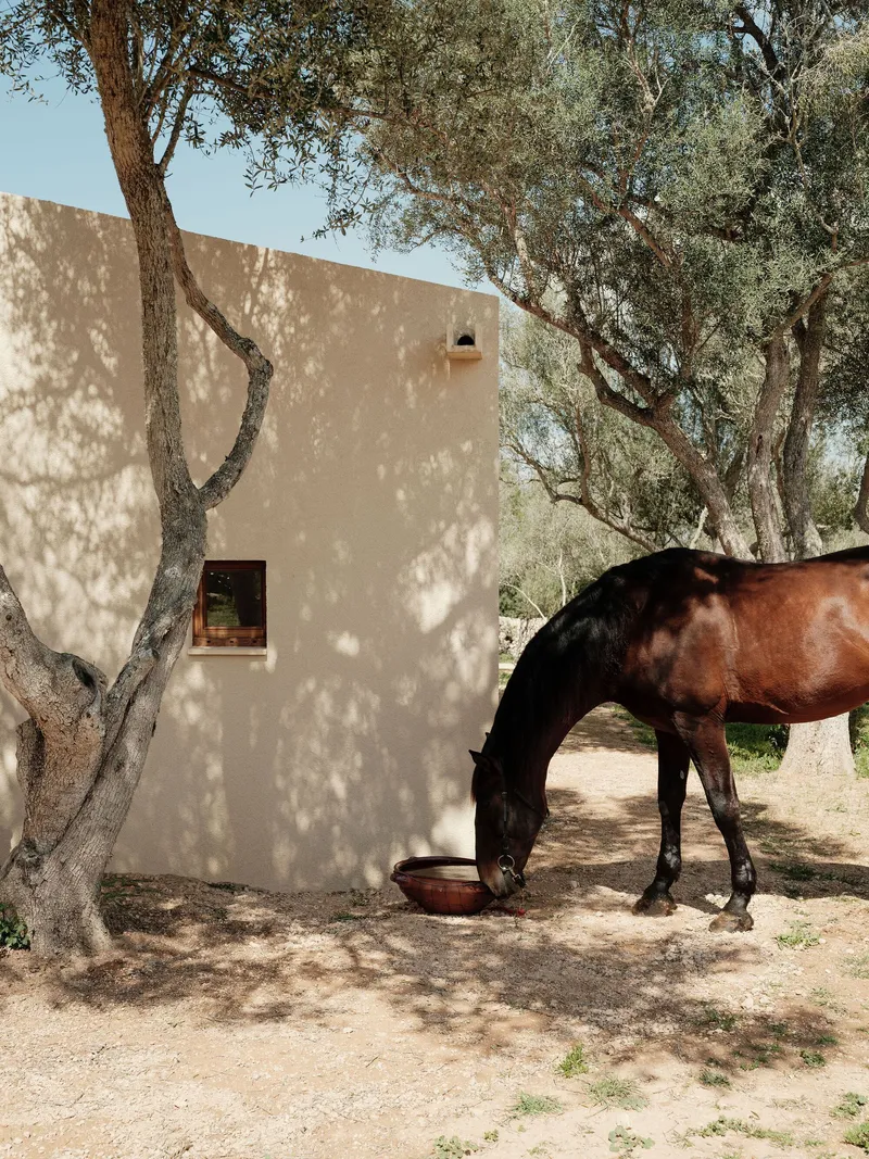 Smooth plastered tower volume among olive trees with a horse grazing in dappled sunlight