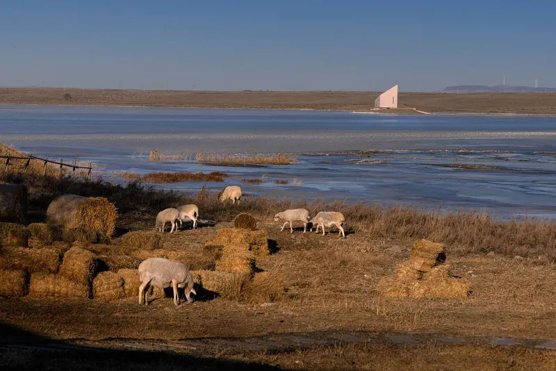 Distant view of the white gabled structure across a wetland with grazing sheep in the foreground