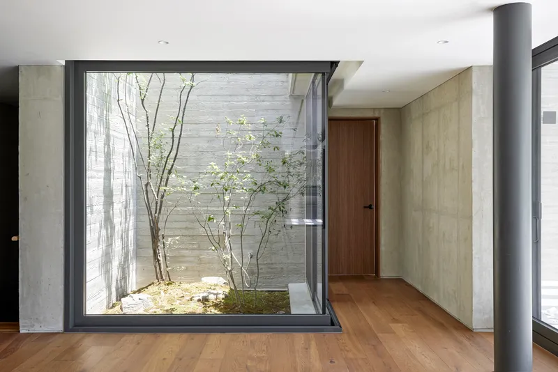 Interior view of the glazed courtyard with birch trees and board-formed concrete walls