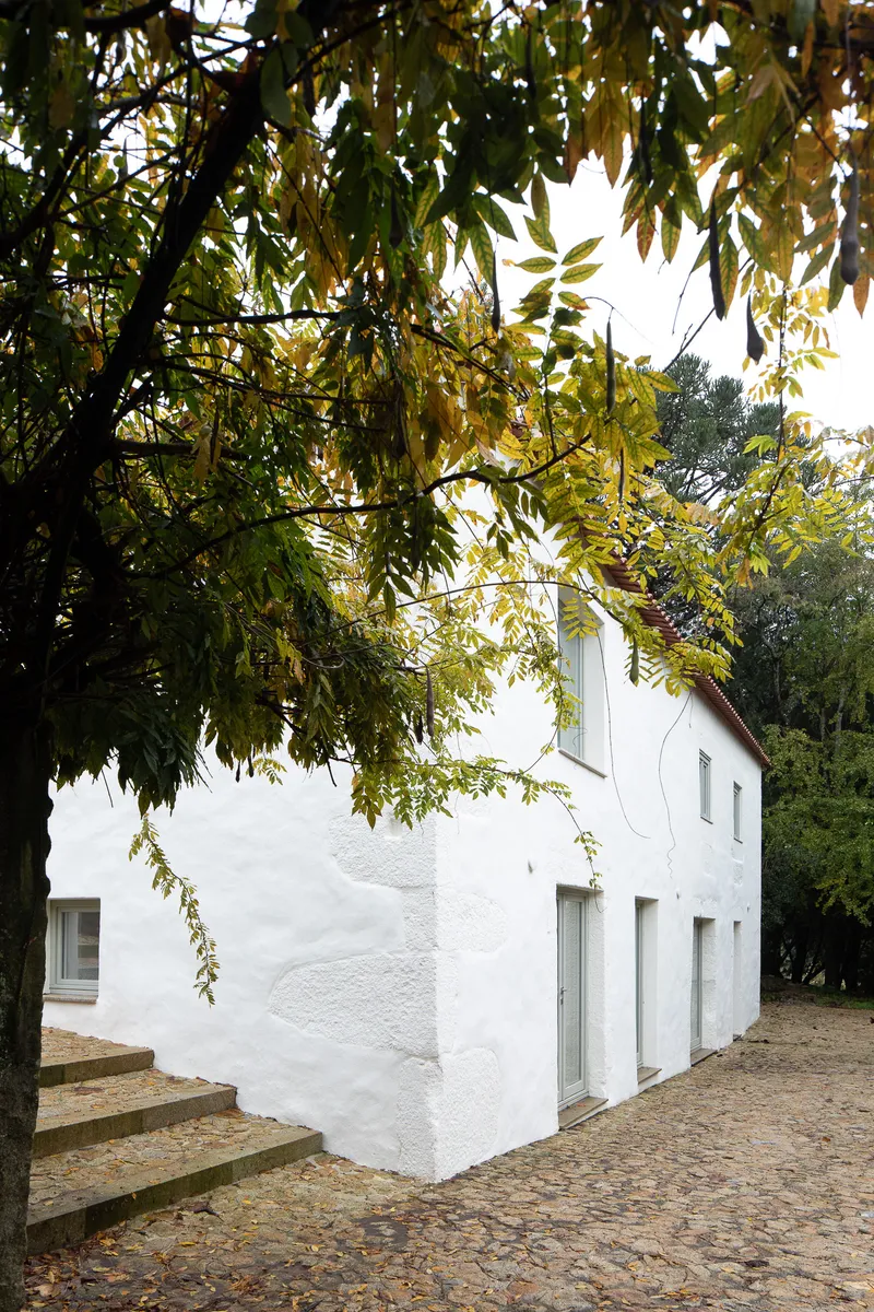 White rendered volume with timber steps beneath overhanging branches with golden autumn leaves