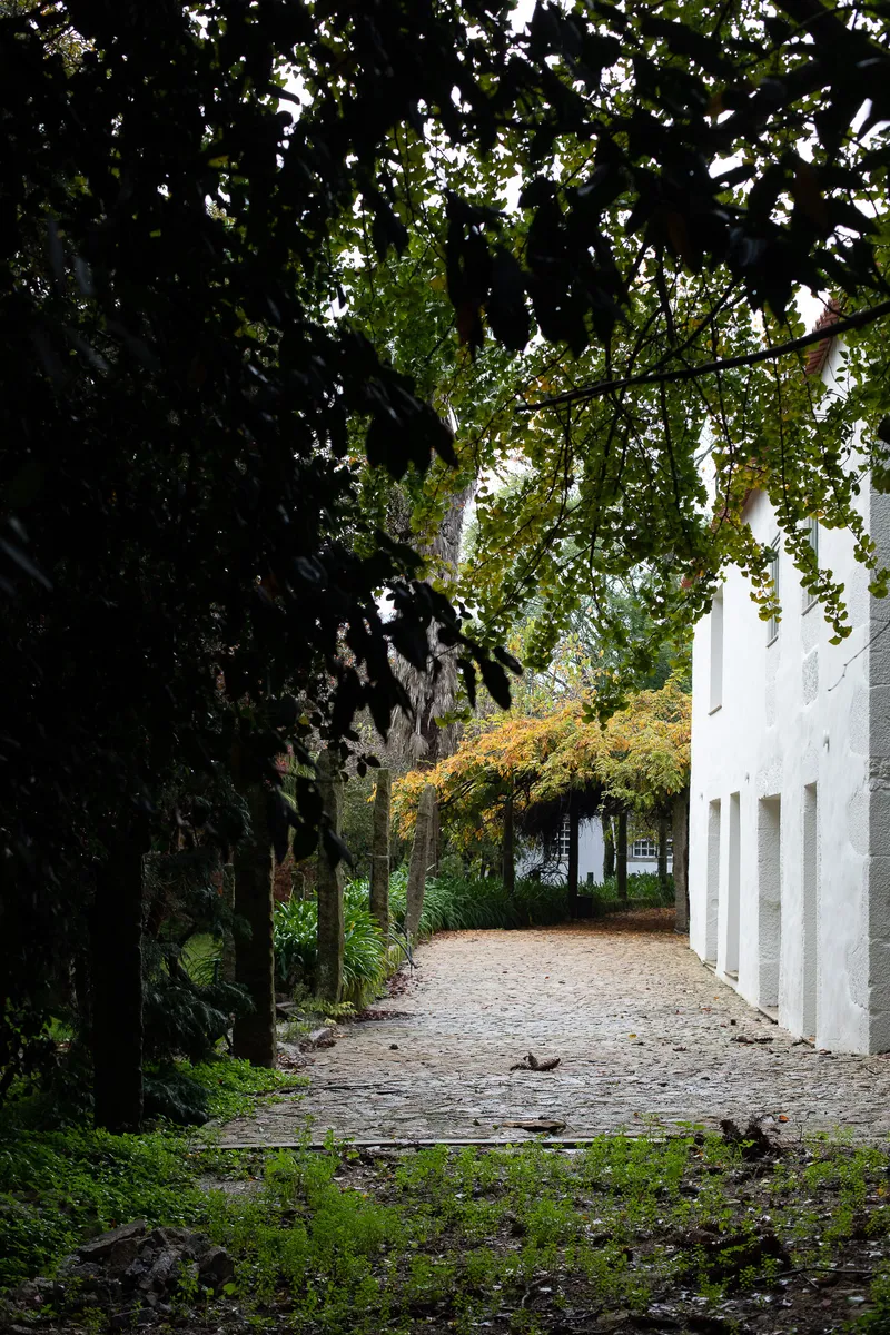 Gravel pathway lined with trees leading past a white rendered facade in dappled shade