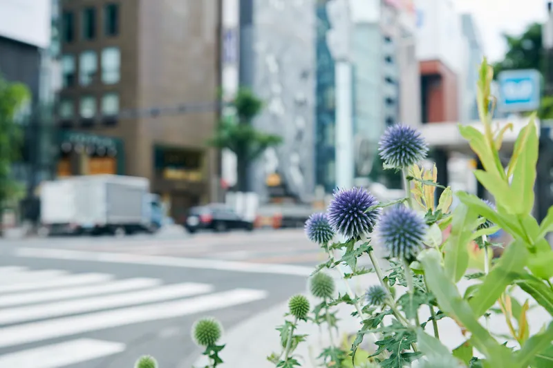 Purple globe thistle flowers and green foliage in a planted streetside bed with traffic beyond