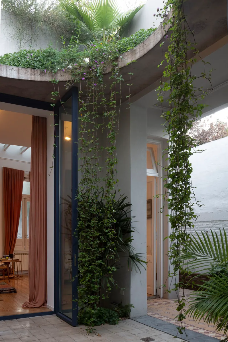 Interior courtyard corner with climbing vines on white walls and curved concrete planter above at dusk