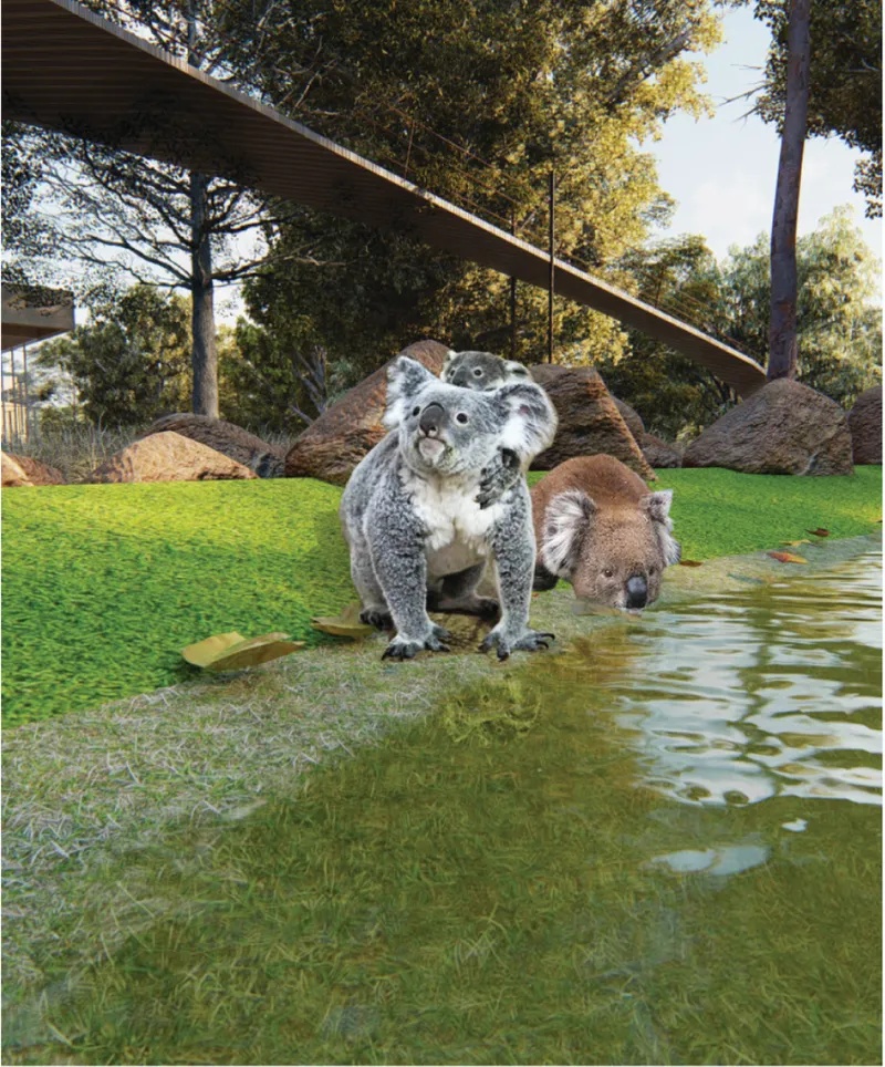 Rehabilitated koalas gather around a natural pond designed to support wildlife recovery.