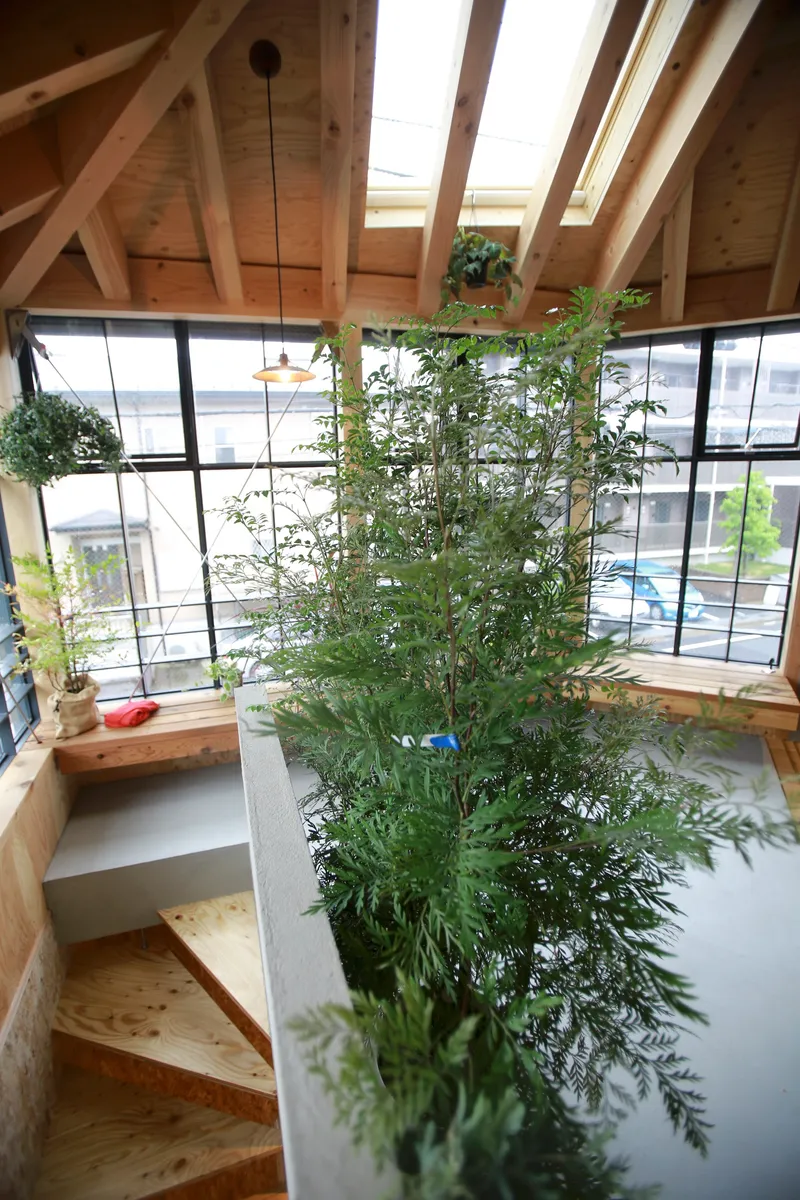 Upper level greenhouse with sloped timber rafters, skylights and a central tree planted in the floor
