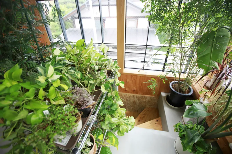 Greenhouse corner filled with potted plants below angled steel frame windows