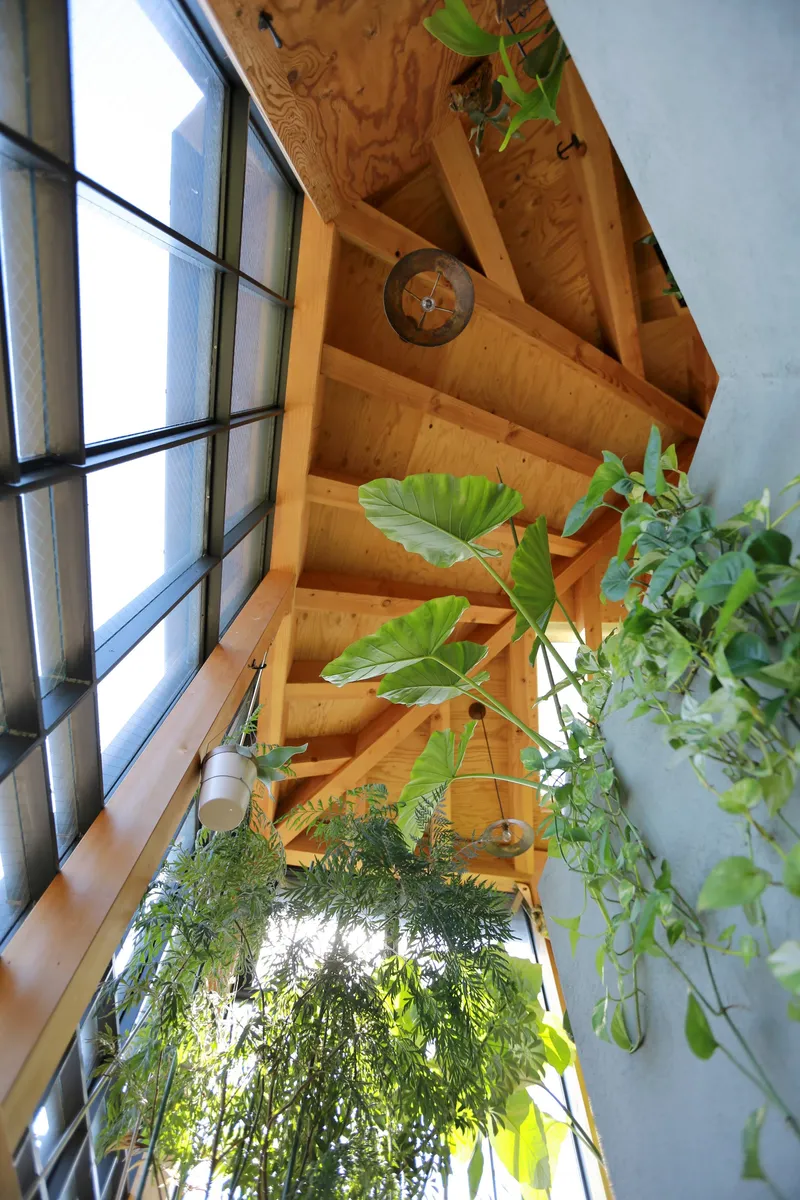 Timber staircase alongside glazed wall with hanging plants in bright natural light