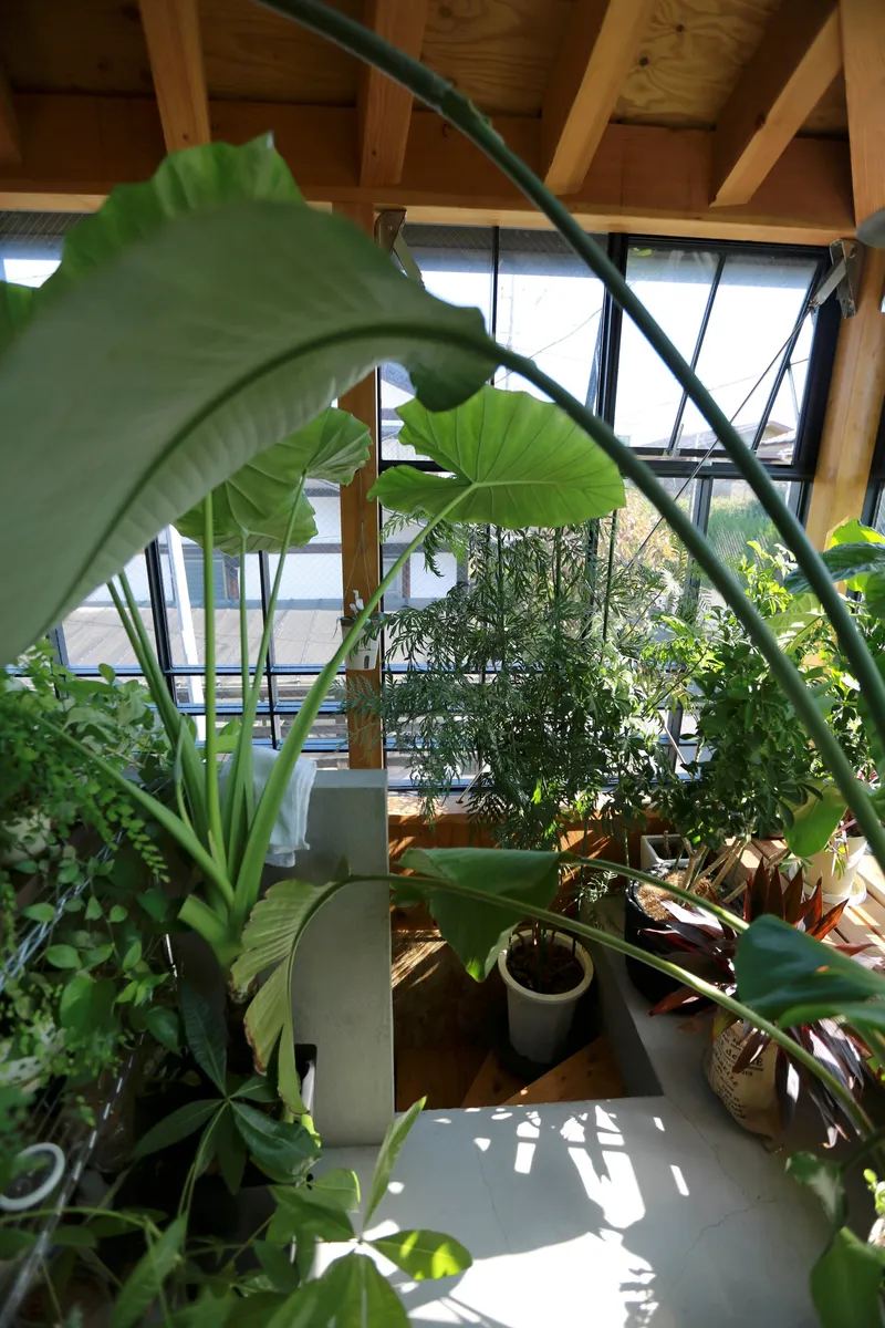 View through large-leafed tropical plants toward glazed facade with exposed timber beams and dappled sunlight