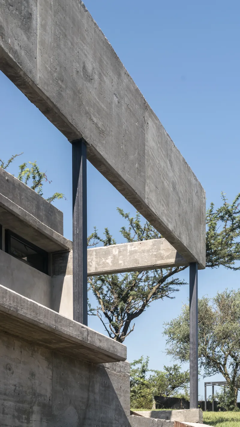 Cantilevered concrete beam and column frame a gnarled tree against a clear blue sky