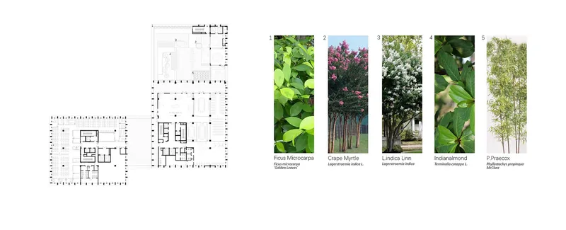 Multi-level floor plan drawings with a companion panel displaying five plant species in labeled columns