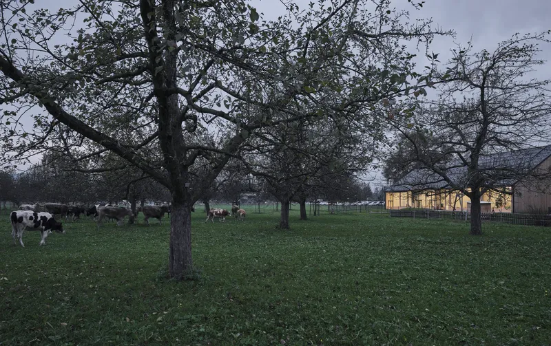 View of the illuminated glass pavilion across a grassy pasture with cows and bare fruit trees at dusk
