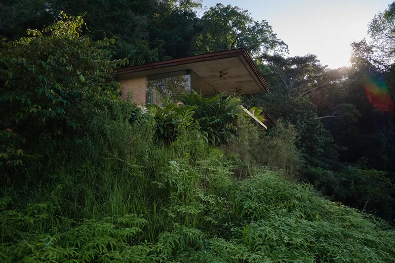 Cantilevered pavilion with exposed timber ceiling rising above the overgrown hillside at sunrise
