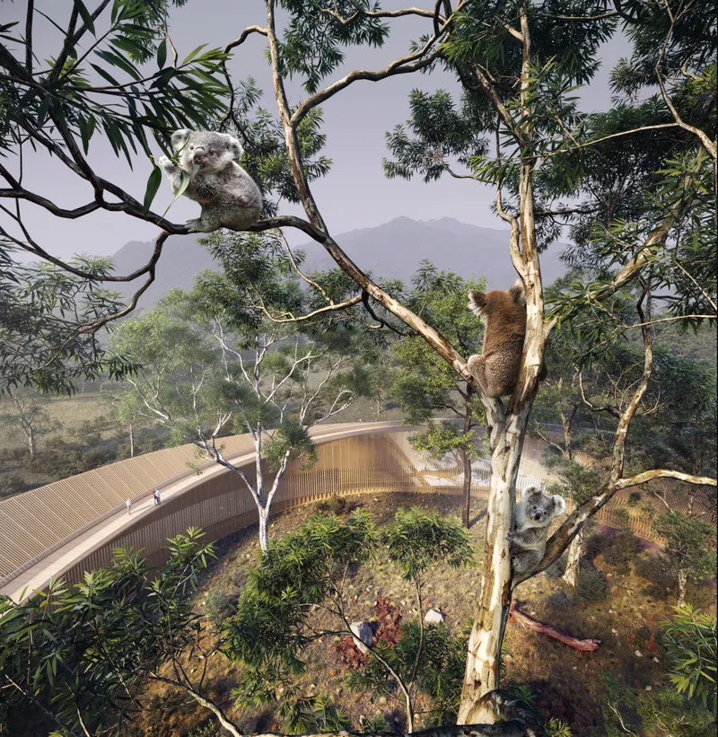 Elevated pathways allow visitors to observe koalas respectfully without disturbing their natural habitat.