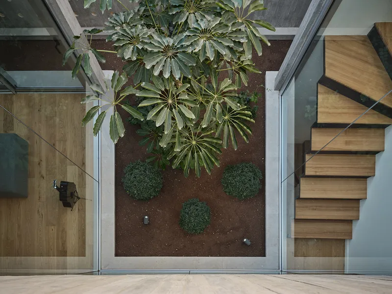 Top-down view of internal courtyard with schefflera tree in planted bed and timber staircase