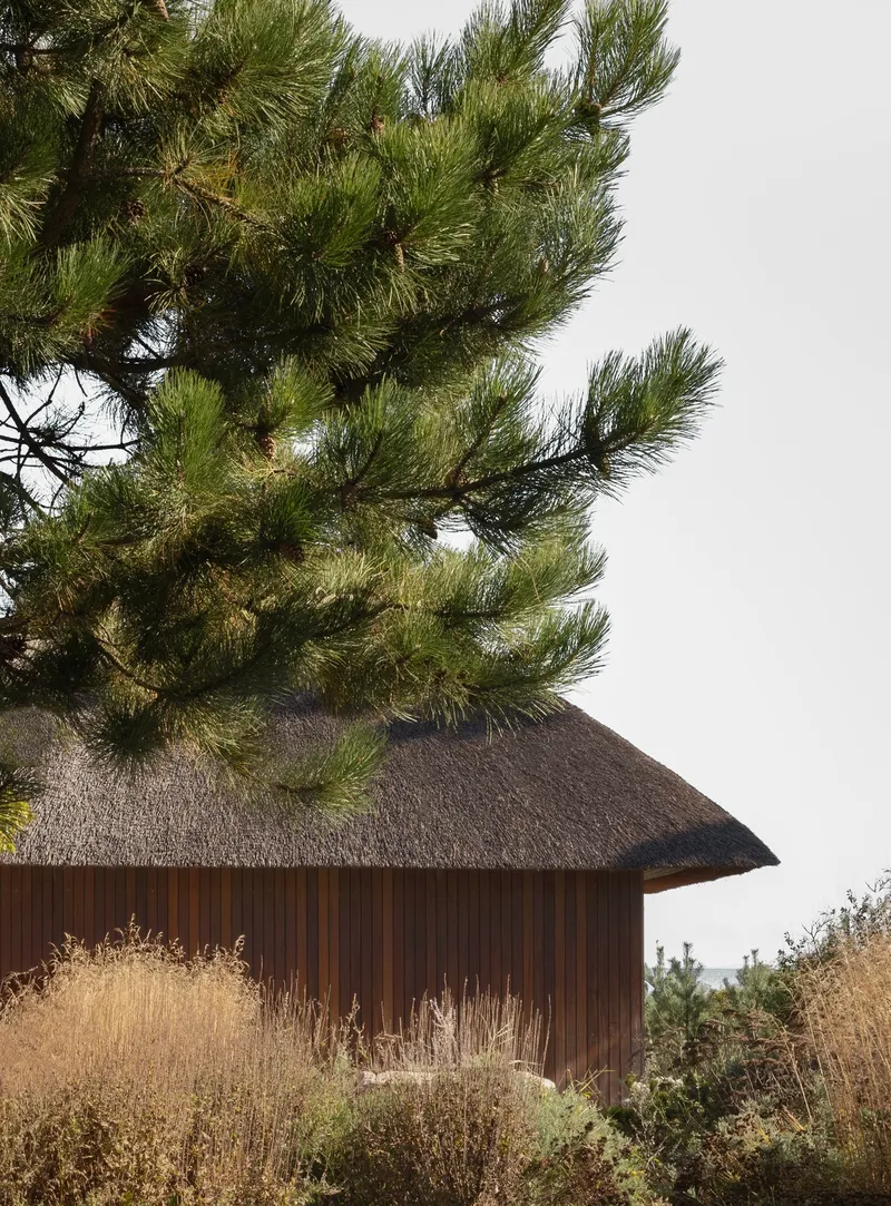 Thatched roof pavilion with vertical timber cladding framed by a pine tree and dried grasses