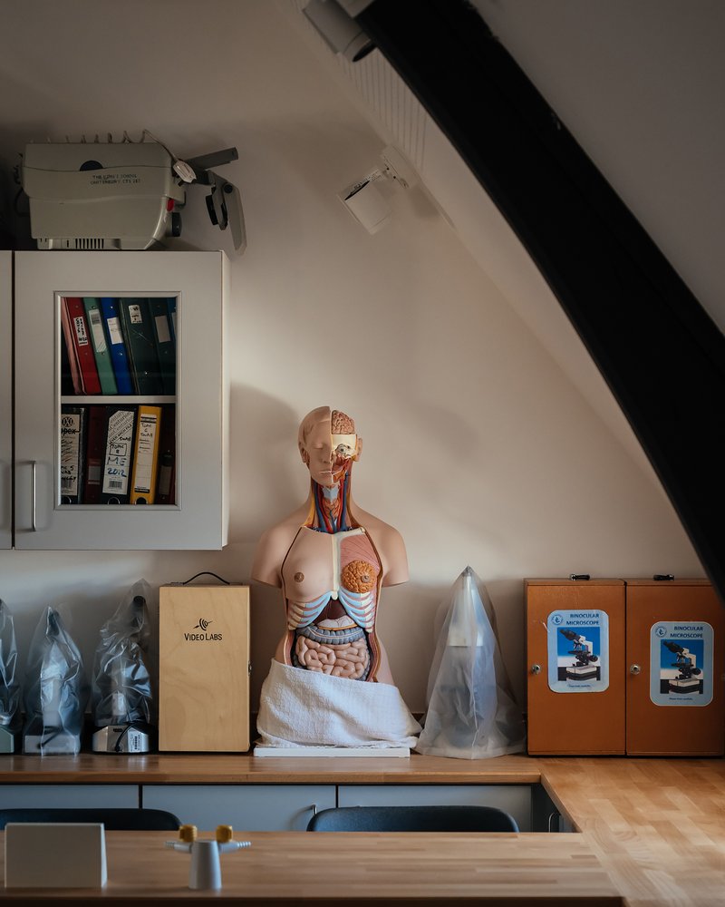 Science lab counter with anatomical model under sloped ceiling with exposed timber rafters