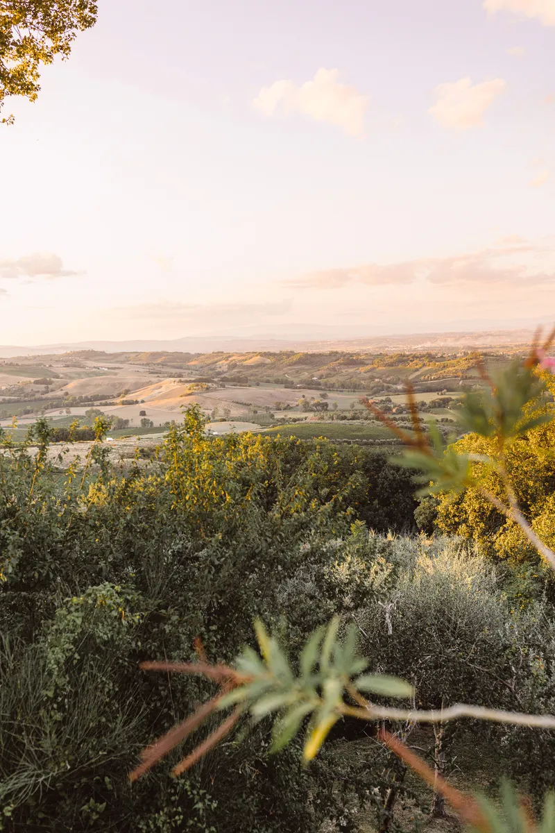 View across rolling agricultural landscape with olive groves at golden hour