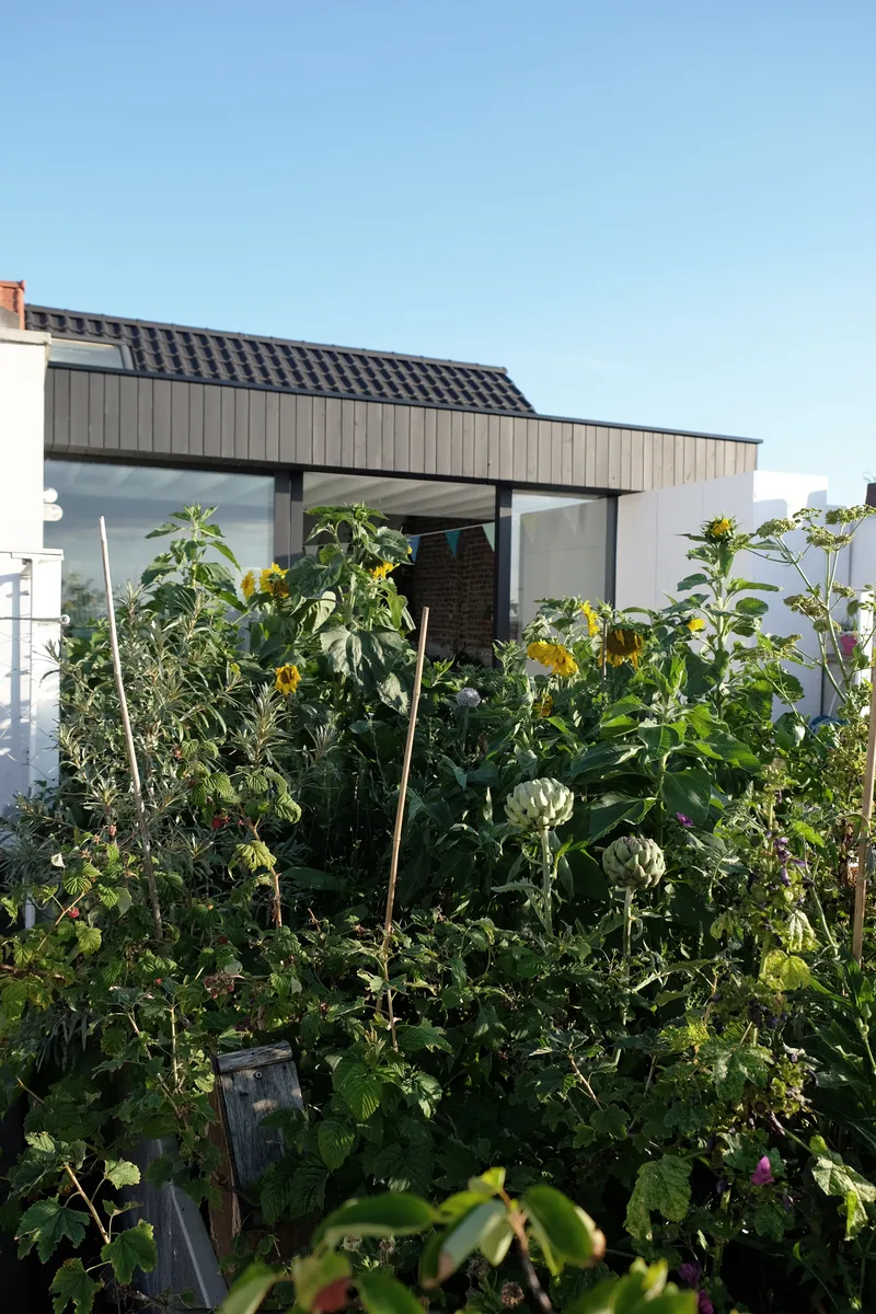 Rooftop extension with timber cladding and flat roof rising above a vegetable garden under blue sky