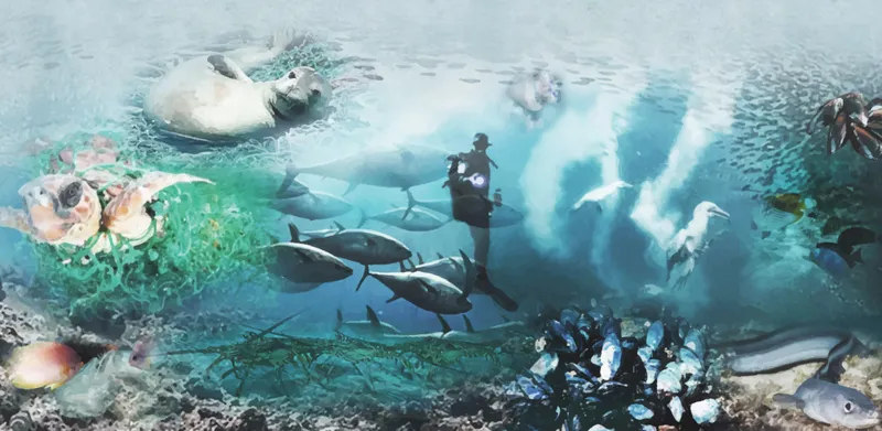 Exploring a Restored Underwater Ecosystem Through Marine Conservation Architecture