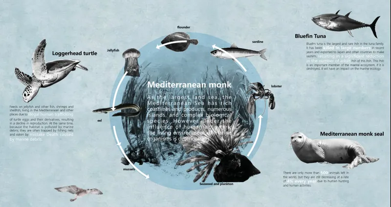 Mapping Mediterranean Biodiversity and the Ecological Networks of Marine Life