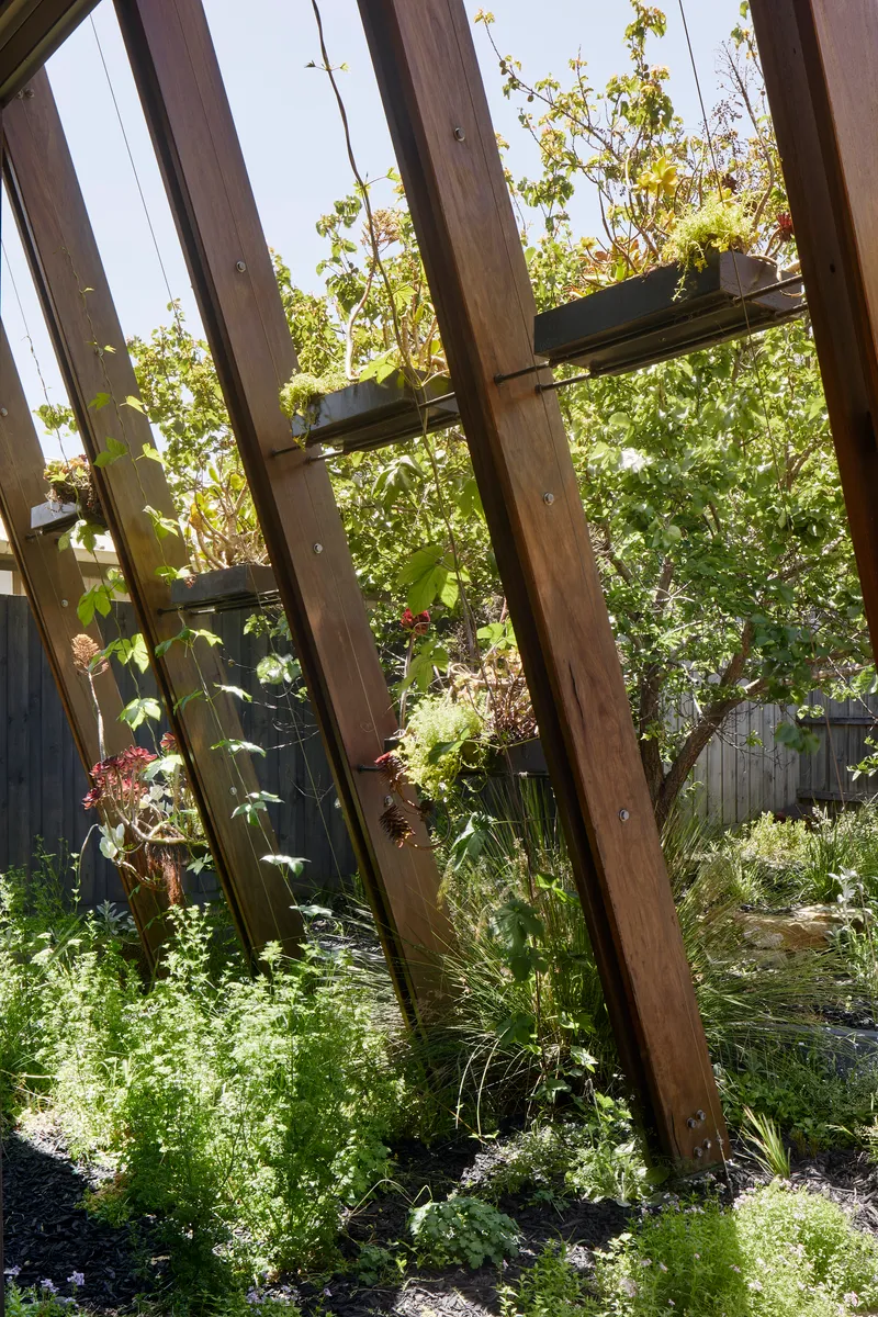 Angled timber structure supporting climbing plants and grasses in a sunlit garden bed