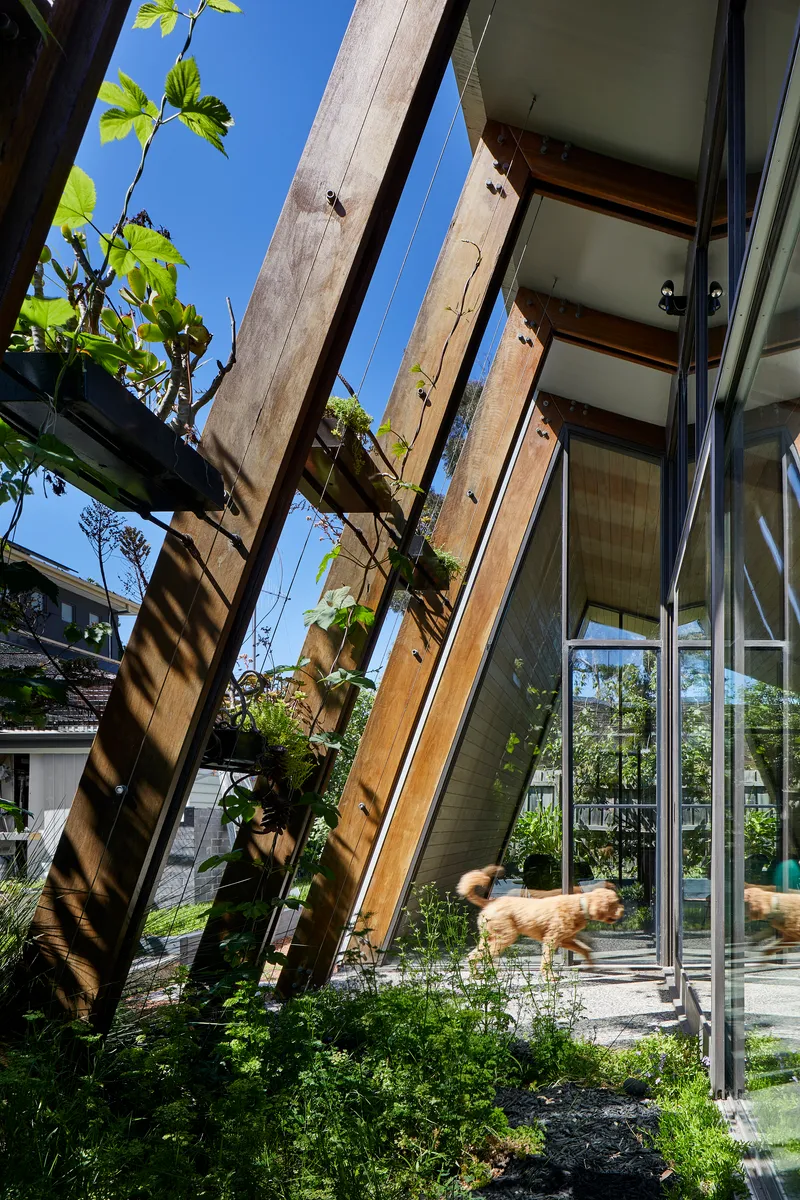 Angled timber structural columns supporting the roof with climbing vines and a dog running through the garden below