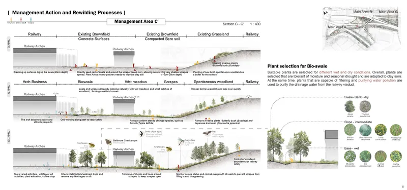 Rewilding Processes of Area C