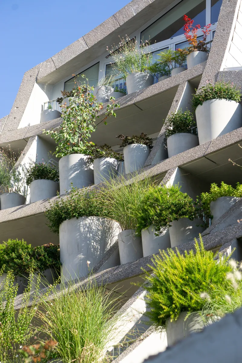 Close-up of the aggregate concrete balcony edges with white planters and varied plantings in afternoon sun