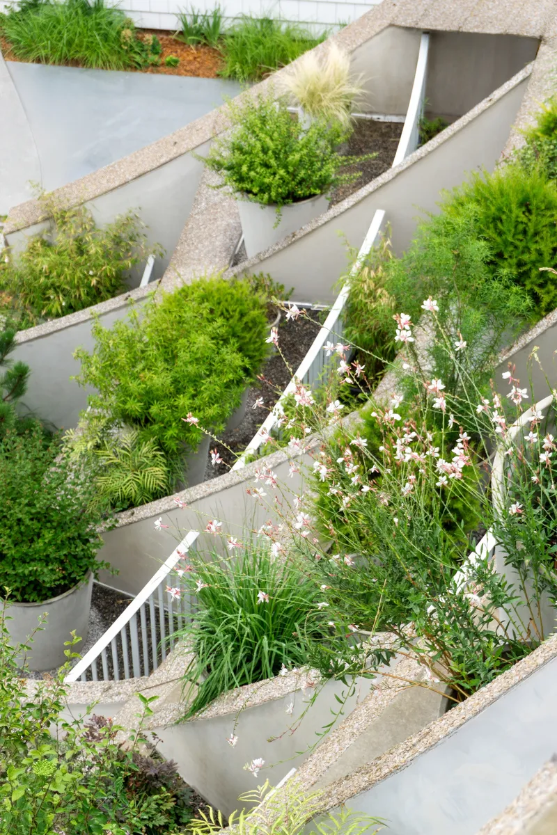 Top-down view into the angled planting beds with flowering shrubs and gravel mulch between concrete dividers