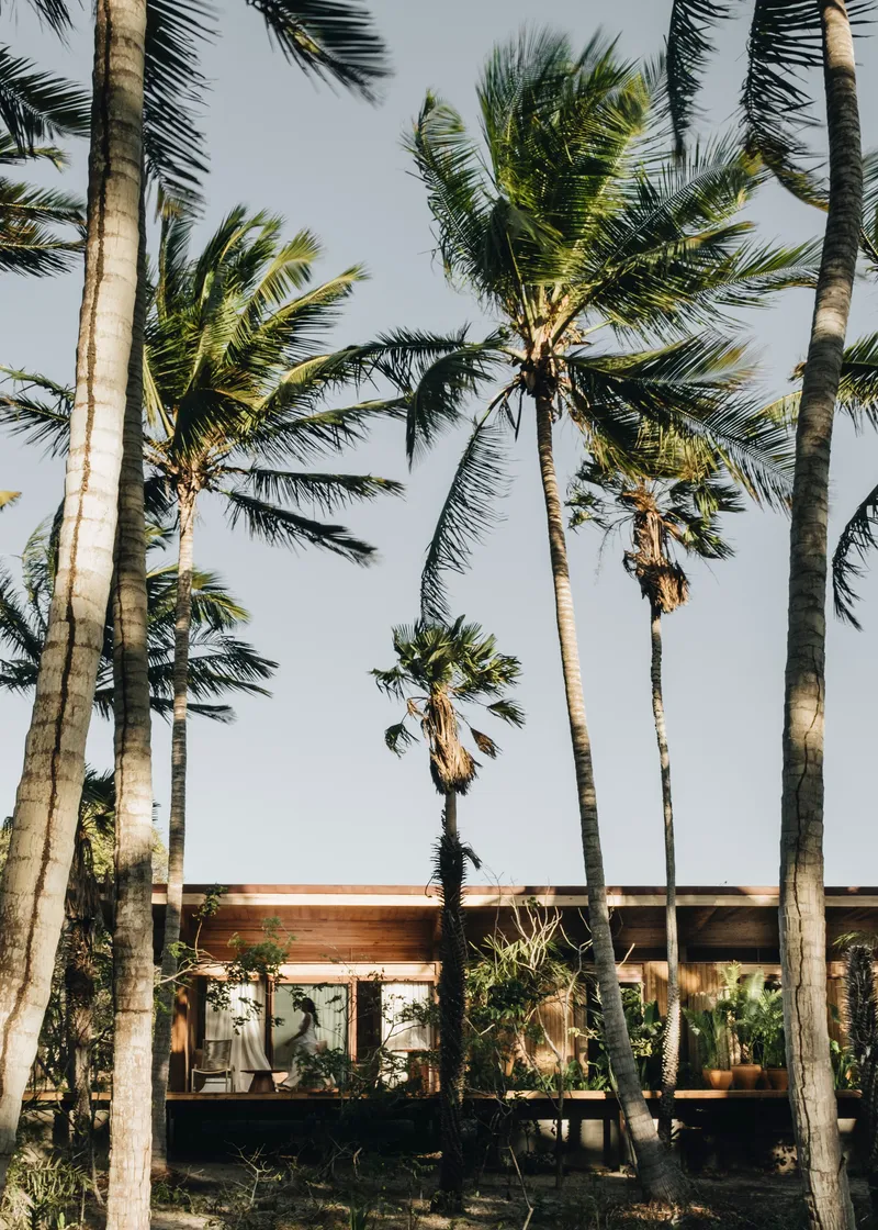 Horizontal facade with ribbon windows behind tall coconut palms in late afternoon light