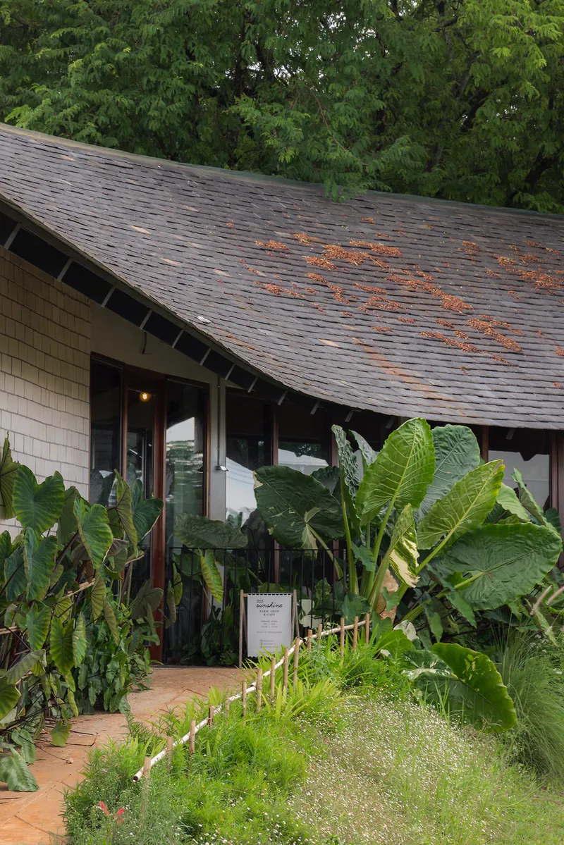 Low-pitched roof with dark shingles and fallen leaves above an entrance surrounded by banana plants