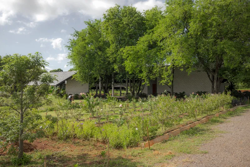 Gabled structure visible through tree trunks beyond a planted foreground of young crops and wildflowers