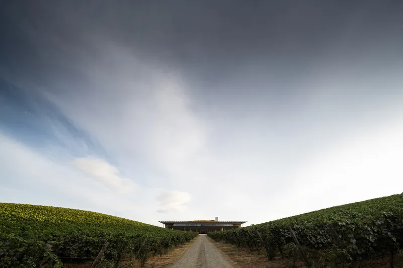 Dirt path between vineyard rows leading to horizontal facility under pale overcast sky