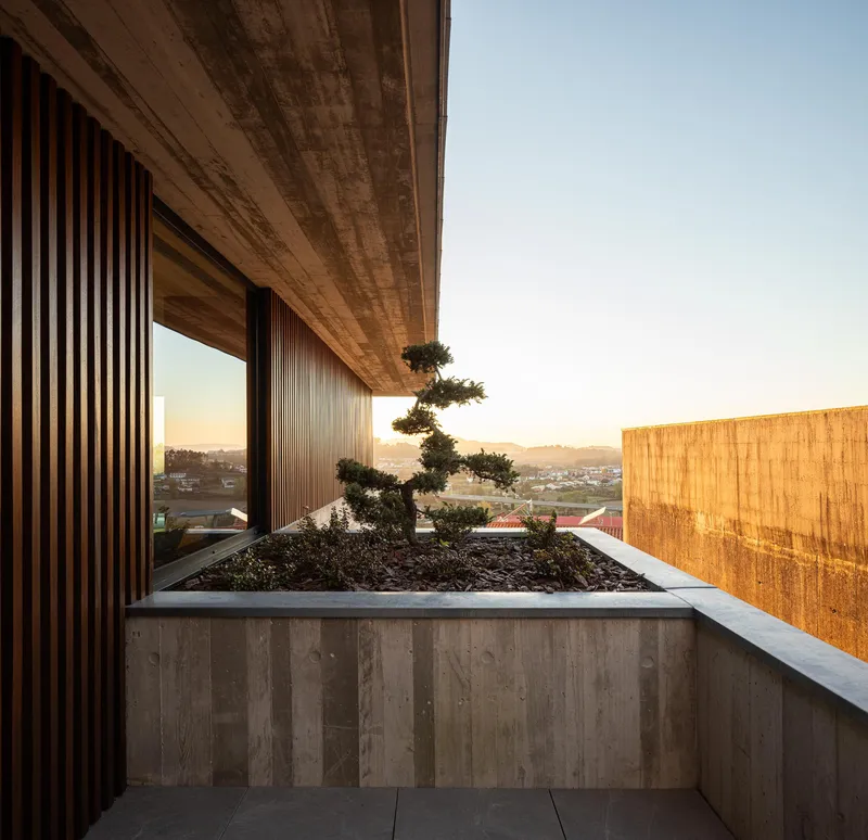 Rooftop terrace with raised concrete planter and sculptural bonsai tree at dusk