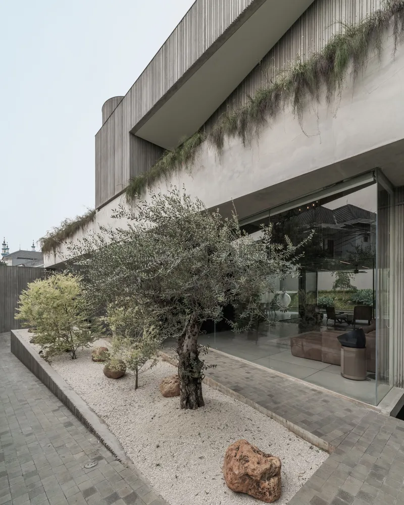 Courtyard with mature olive tree in gravel bed beside glass-enclosed interior and planted concrete bridge above