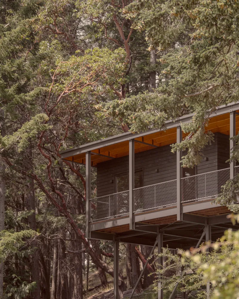 Deck with mesh railing and exposed timber ceiling surrounded by dense evergreen branches in dappled light