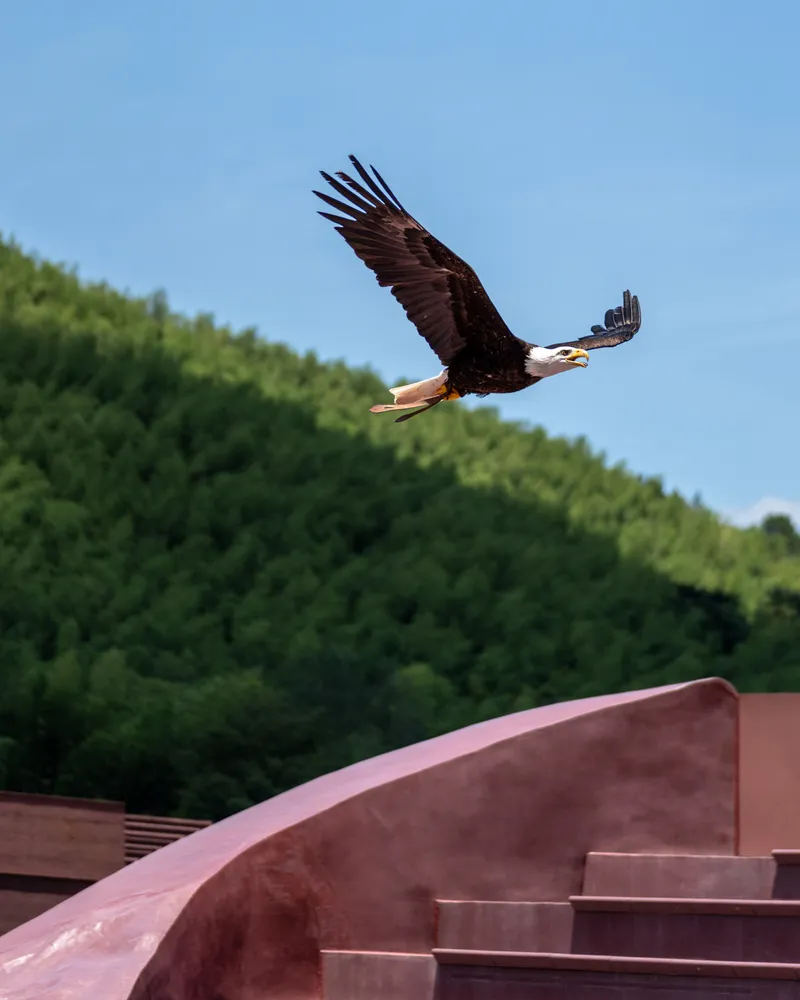 Curved corten steel roof with cantilevered steps as an eagle soars overhead