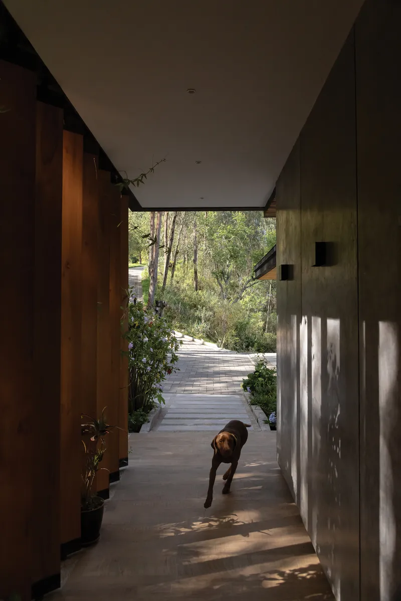 Entry corridor with timber and concrete walls opening to a planted pathway with a dog