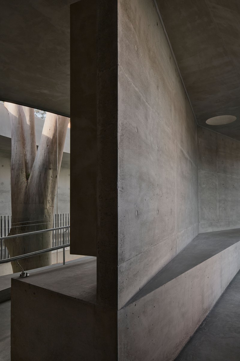 Concrete passage with viewing window framing eucalyptus trunks and a metal railing beyond