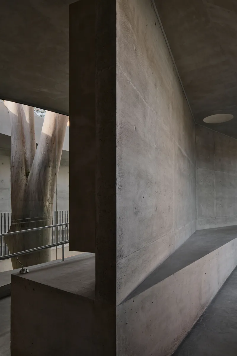 Concrete passage with viewing window framing eucalyptus trunks and a metal railing beyond