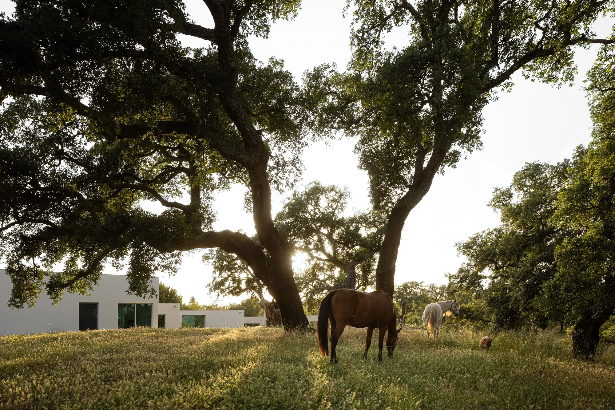 Sabrab Threads a 500-Square-Meter Retreat Between Cork Oaks on Portugal's Alentejo Coast