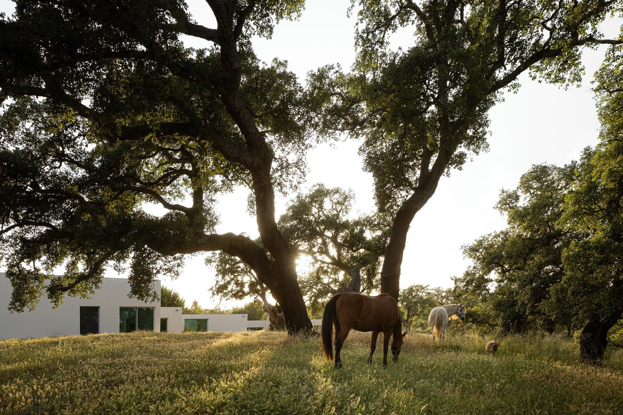 Sabrab Threads a 500-Square-Meter Retreat Between Cork Oaks on Portugal's Alentejo Coast